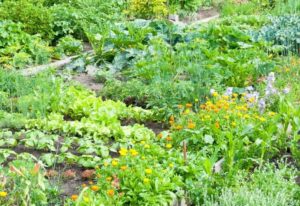 Benefits Of Planting Marigolds In Your Vegetable Garden