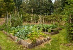 Best Companion Plants To Grow With Cucumber