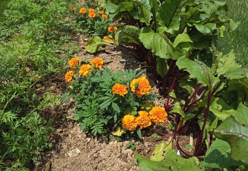 Best Companion Plants with Marigolds