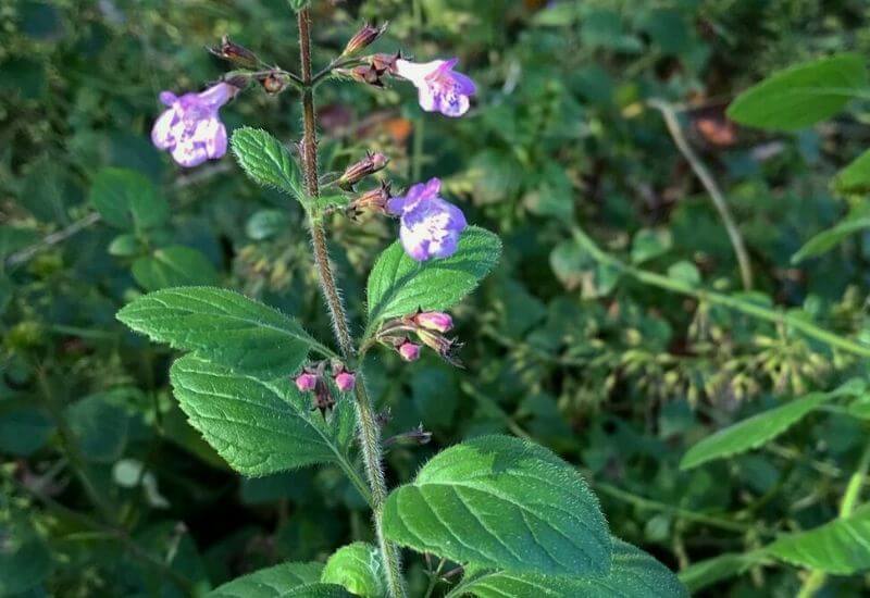 19 Types Of Mint Plants And How To Grow Them In Your Garden And Containers 13 Calamint