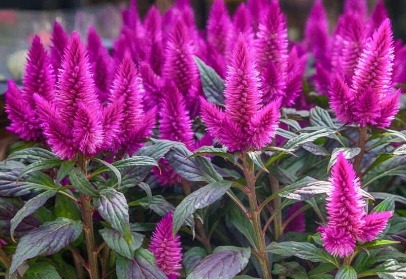 10 Best Celosia Flower Varieties For Your Garden - Gardening Chores