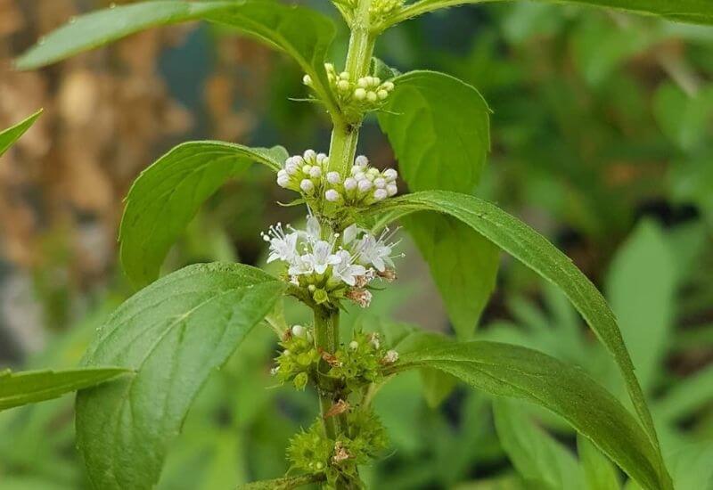 19 Types Of Mint Plants And How To Grow Them In Your Garden And Containers 20 Corn (Field) Mint