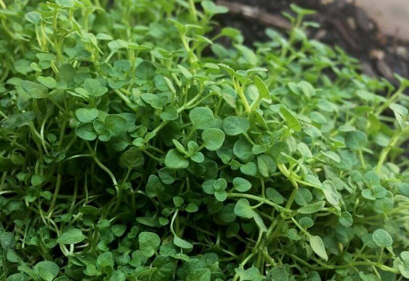 19 Types Of Mint Plants And How To Grow Them In Your Garden And Containers 12 Corsican Mint