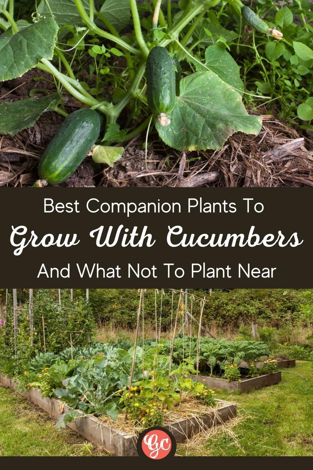 Cucumber Companion Plants to Grow Together And What Not To Plant Near