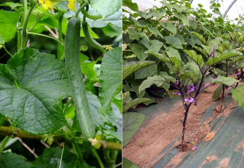 11 Cucumber Companion Plants