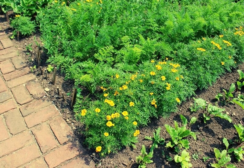 Decide Where to Plant Marigolds in the Vegetable Garden