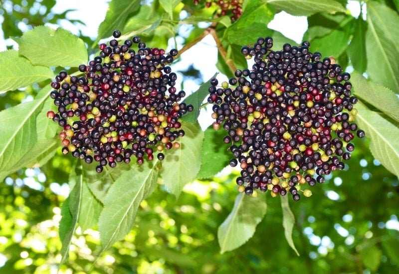 European Elderberry - Sambucus nigra