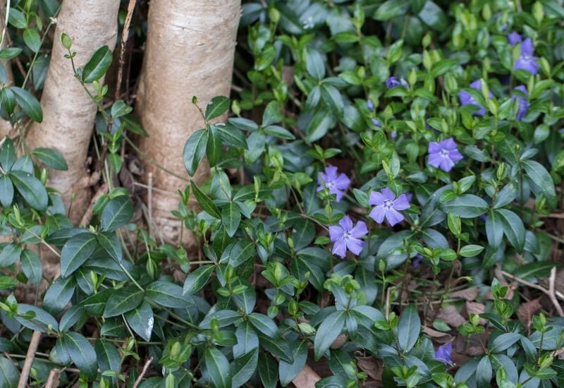 FLOWERING GROUNDCOVER PLANTS FOR SHADE