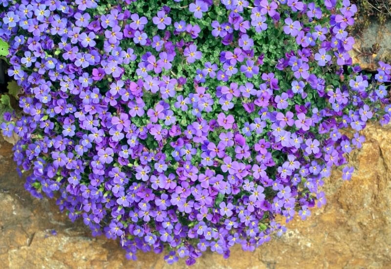 Why You Should Use Flowering Groundcover Plants