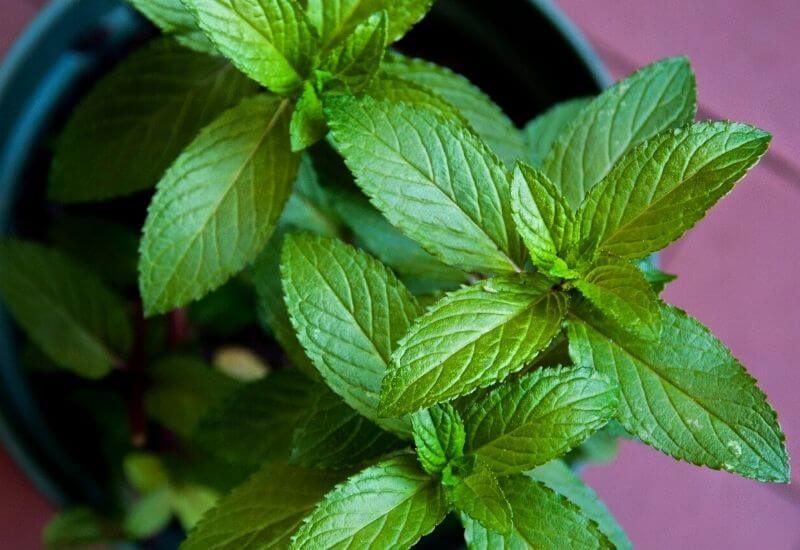 19 Types Of Mint Plants And How To Grow Them In Your Garden And Containers 10 Grapefruit Mint