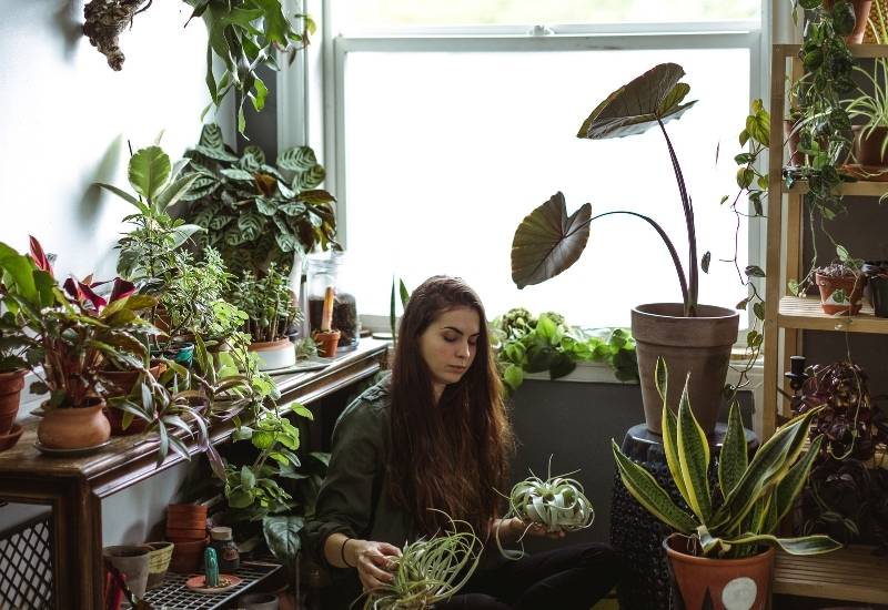 11 Best Indoor Plants For Your Home In