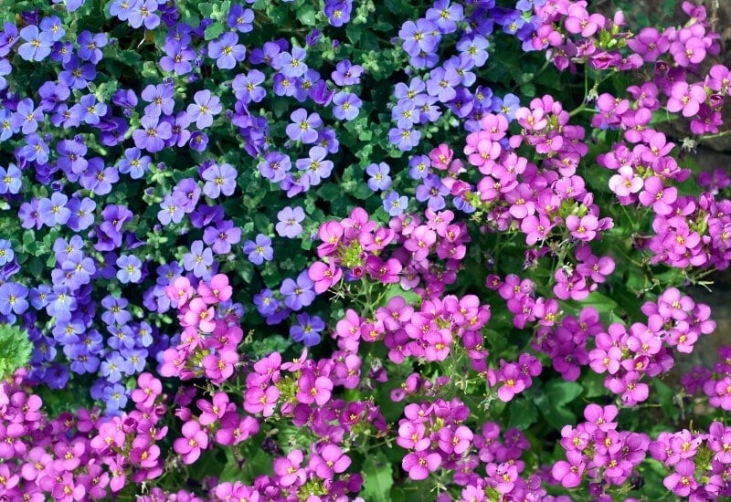 Groundcover Flowering Plants for All Your Needs