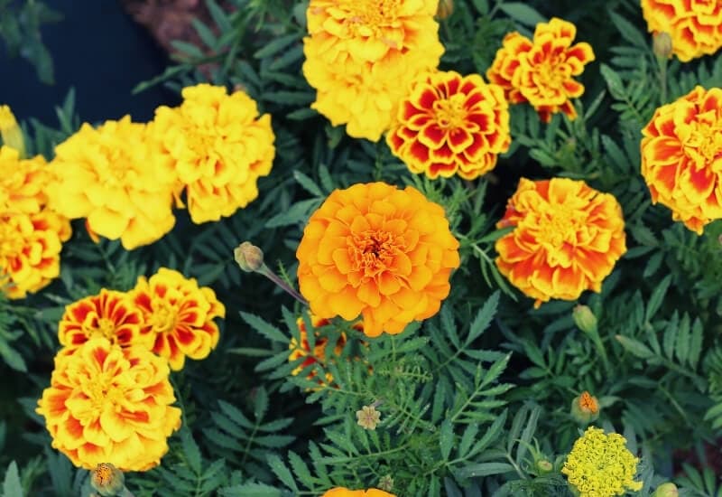 Try Growing Marigolds in Your Veggie Garden