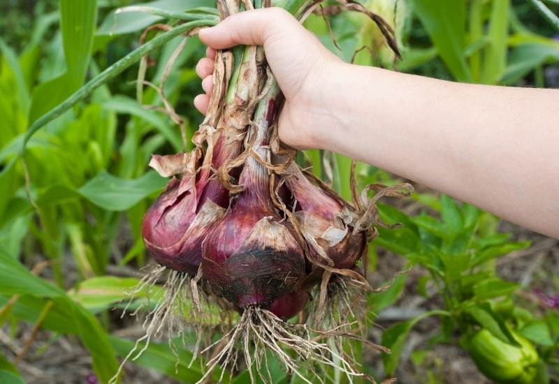 Growing Red Onions From Planting To Harvest