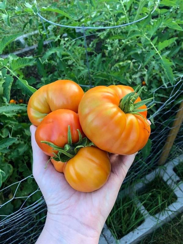 Harvesting Beefmaster Tomatoes