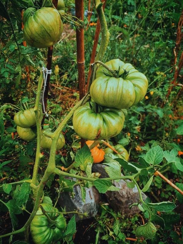 How to Grow Beefmaster Tomatoes in Your Garden
