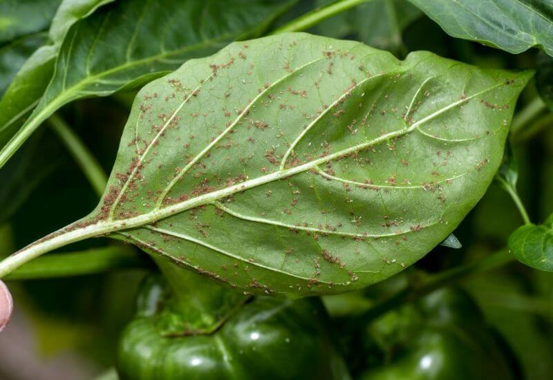 How to Identify Aphids