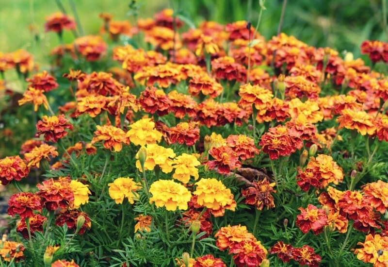 How to Plant Marigolds in a Vegetable Garden