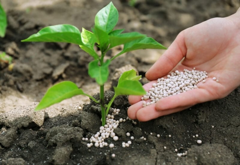 Improves Soil Nutrients