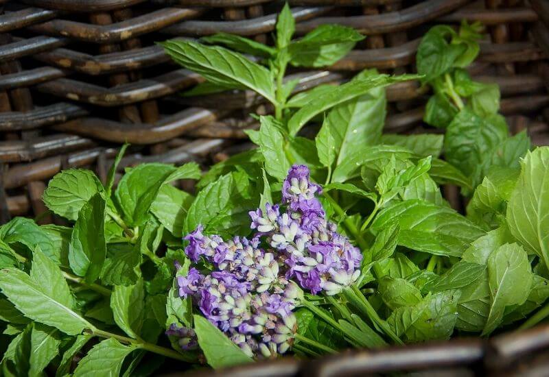 19 Types Of Mint Plants And How To Grow Them In Your Garden And Containers 9 Lavender Mint