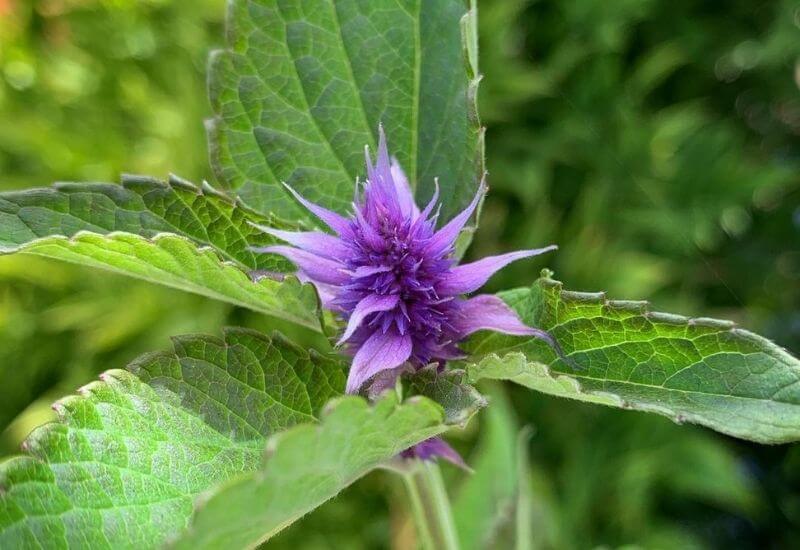 19 Types Of Mint Plants And How To Grow Them In Your Garden And Containers 15 Licorice Mint