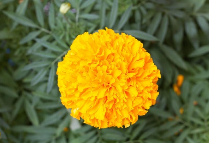 Marigolds Are Edible