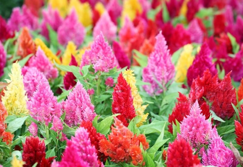 Graines De Célosie Variée - Annuelle, 30 Cm De Haut - Pour Massifs Et Jardinières