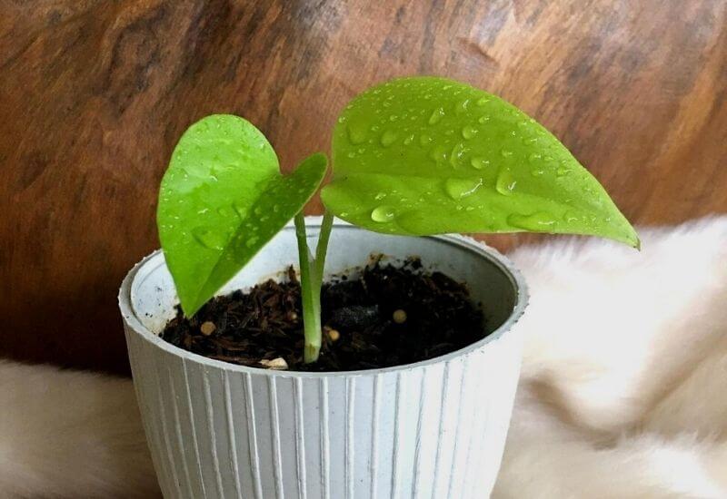 Neon pothos