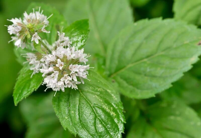 19 Types Of Mint Plants And How To Grow Them In Your Garden And Containers 6 Pennyroyal Mint