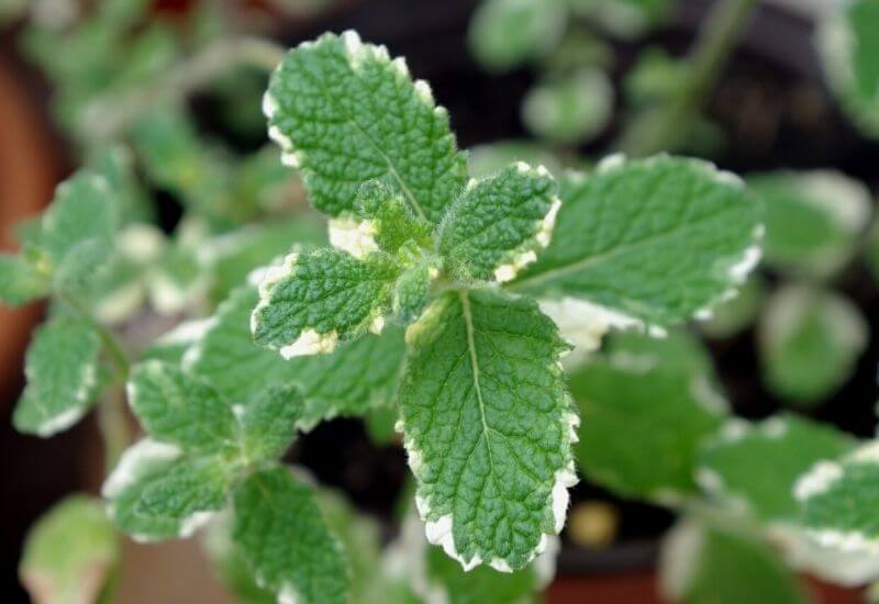 19 Types Of Mint Plants And How To Grow Them In Your Garden And Containers 8 Pineapple Mint