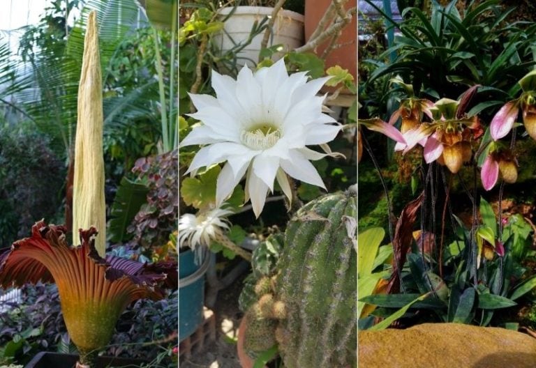 The 20 Rarest Flowers From Around The World And Where To Find Them