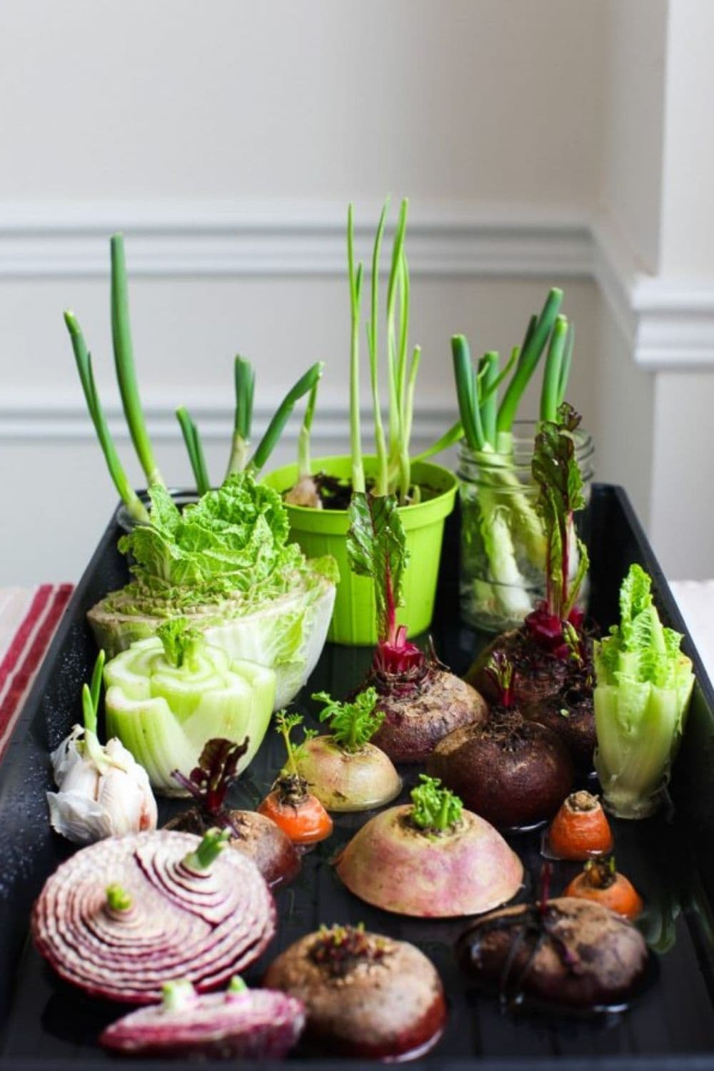 Regrow Vegetables & Herbs You From Kitchen Scraps