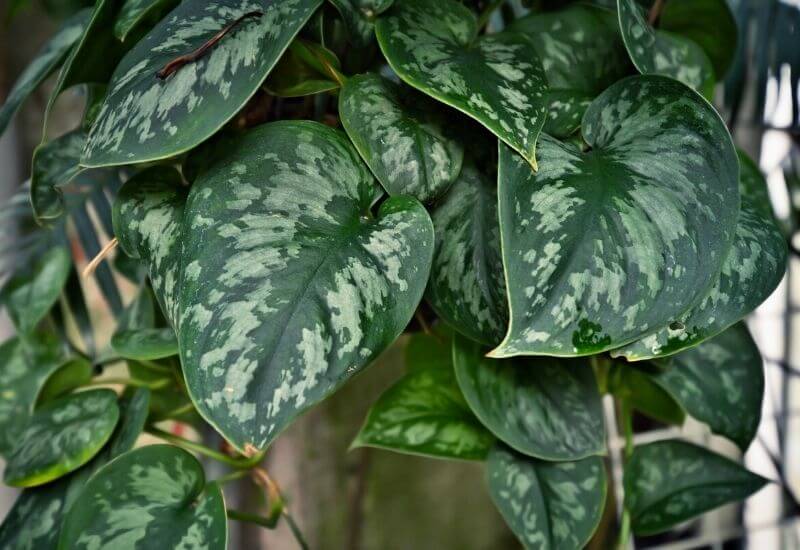 Satin pothos