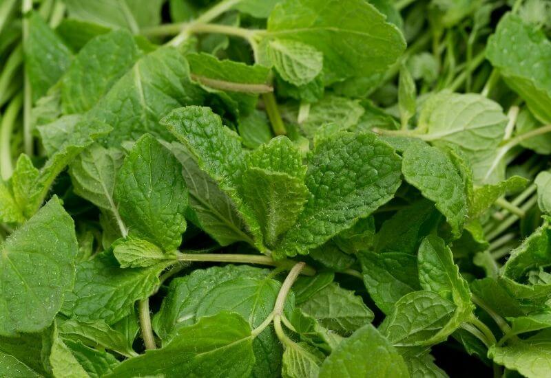 19 Types Of Mint Plants And How To Grow Them In Your Garden And Containers 3 Spearmint