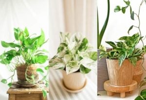 Types Of Pothos: Different Varieties Of Pothos And How To Tell Them Apart