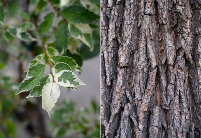 Ulmuspumila (Siberian elm)