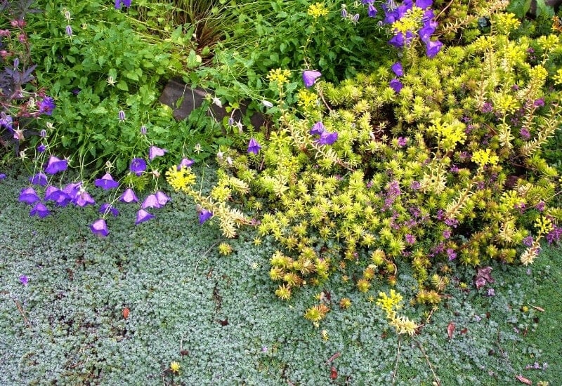VERY LOW MAINTENANCE FLOWERING GROUNDCOVER PLANTS