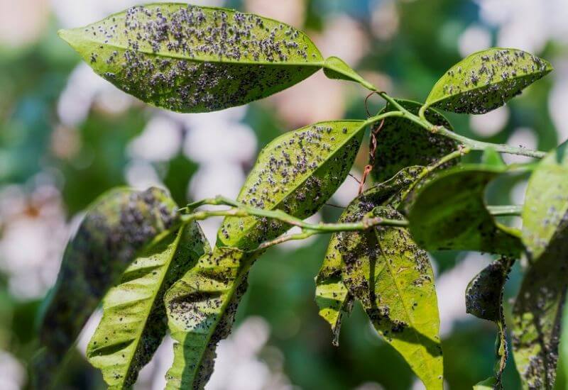 What Damage Do Aphids Cause to Plants?