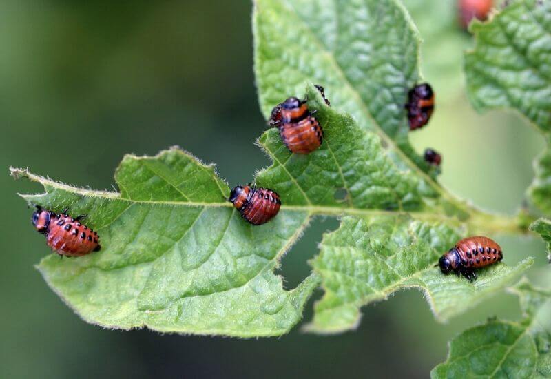 HOW TO PREVENT APHIDS FROM COMING