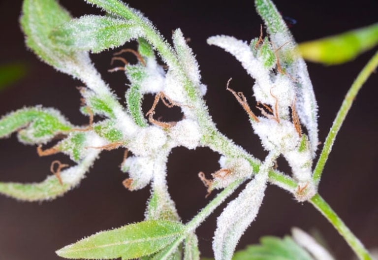 How To Identify, Prevent And Treat Powdery Mildew On Plants