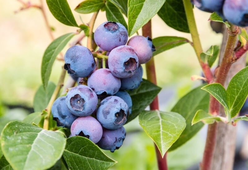 ⦁	Blueberry ‘Bluecrop’ (Vaccinium corymbosum ‘Bluecrop’)