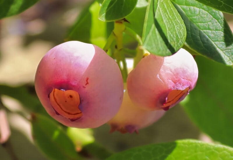 ⦁	Blueberry ‘Pink Icing’ (Vaccinium ‘Pink Icing’ or cultivar ZF06-079)
