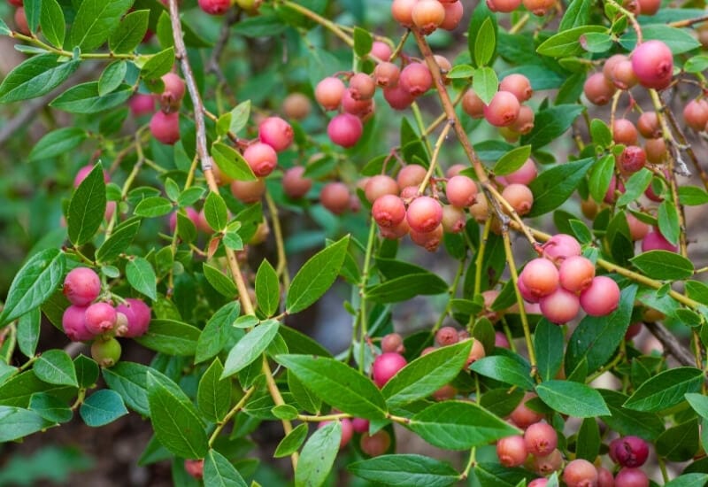 ⦁_Blueberry ‘Pink Popcorn’ (Vaccinium corymbosum ‘MnPink’) (1) ⦁ Blueberry ‘Pink Popcorn’ (Vaccinium corymbosum ‘MnPink’)