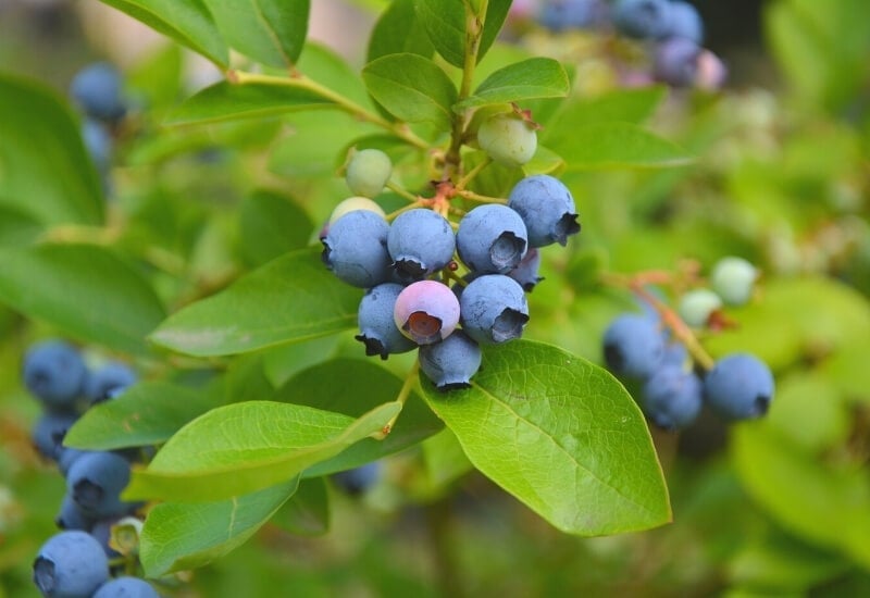 ⦁_Blueberry ‘Top Hat’ (Vaccinium ‘Top Hat’) (1) ⦁ Blueberry ‘Top Hat’ (Vaccinium ‘Top Hat’)