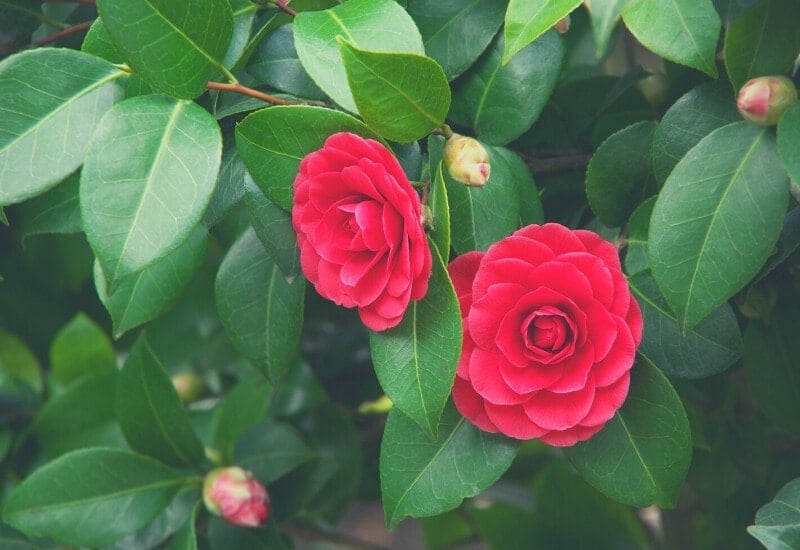 ⦁ Camellia (Camellia spp.)