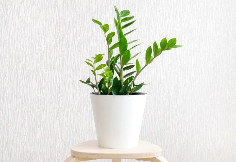 ⦁	Eternity Plant (Zamioculcas zamiifolia)