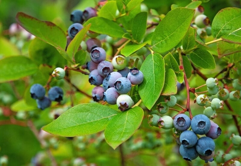 ⦁	Evergreen Blueberry (Vaccinium darrowii)