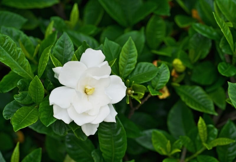 ⦁ Gardenia (Gardenia spp.)