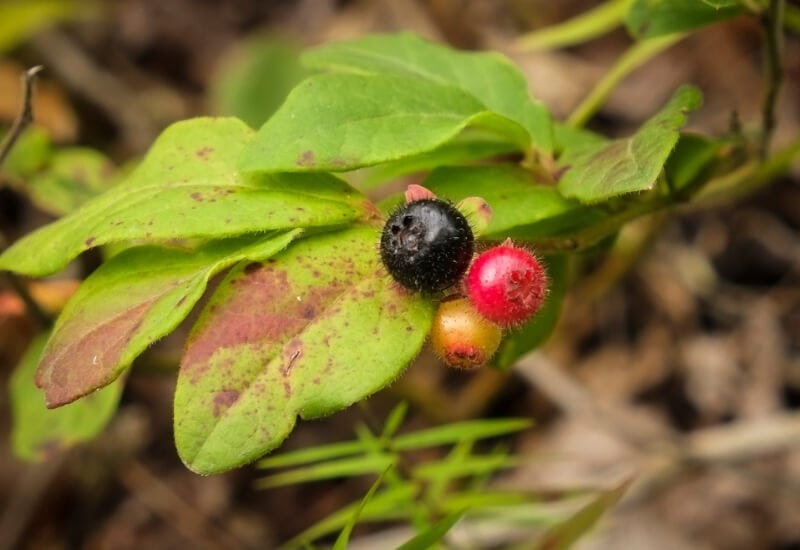 ⦁_Hairy-Fruited Blueberry (Vaccinium hirsutum) (1) ⦁ Hairy-Fruited Blueberry (Vaccinium hirsutum)