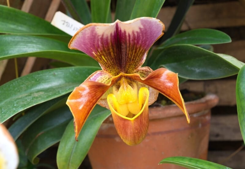 ⦁	Lady Slippers Orchid (Paphilopedilum spp.)